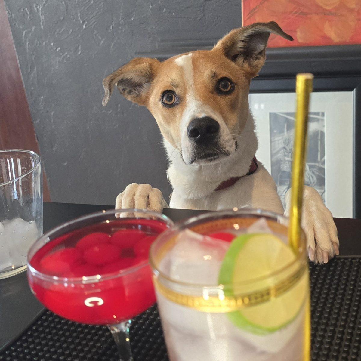 Zero proof cocktails ready to serve